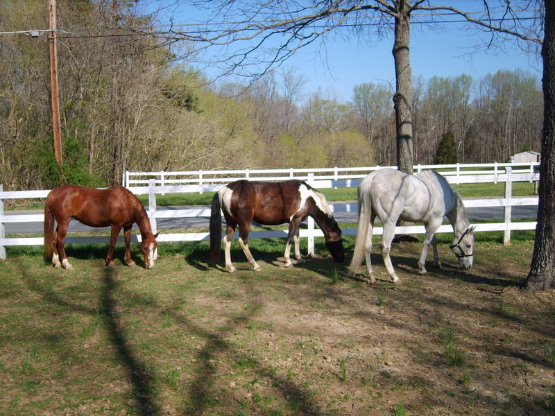 Running Horse Farm