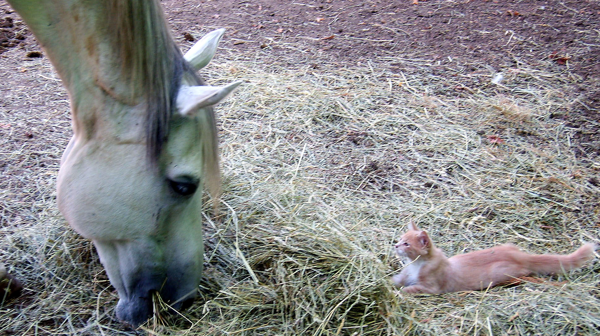 Running Horse Farm